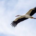 Im Anflug auf den Horst