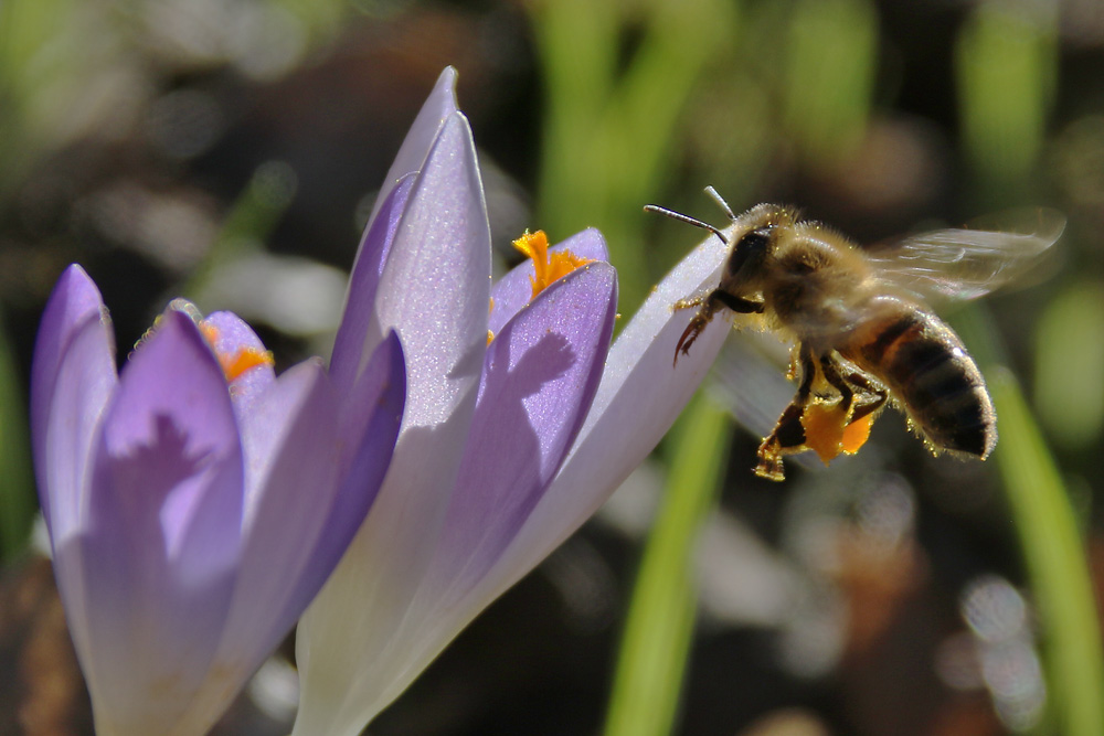 im Anflug auf den lila Krokus