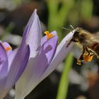 im Anflug auf den lila Krokus