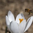 im Anflug auf den weissen Krokus