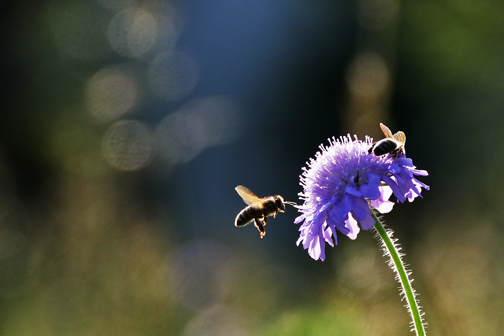 im Anflug auf die begehrenswerte Blüte