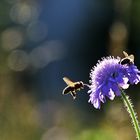 im Anflug auf die begehrenswerte Blüte