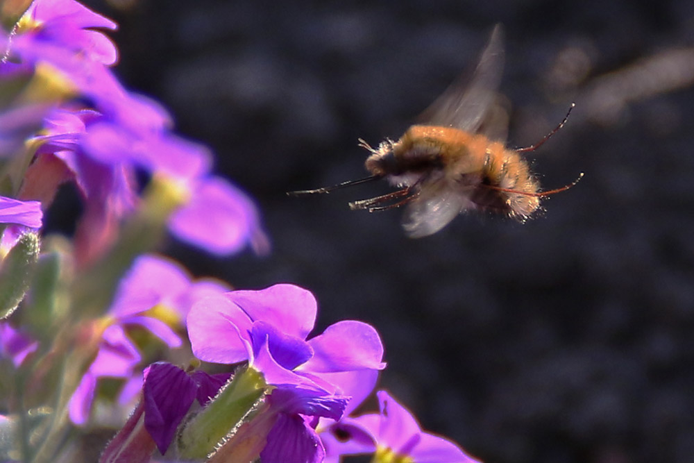 im Anflug auf die Blüte