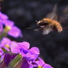 im Anflug auf die Blüte