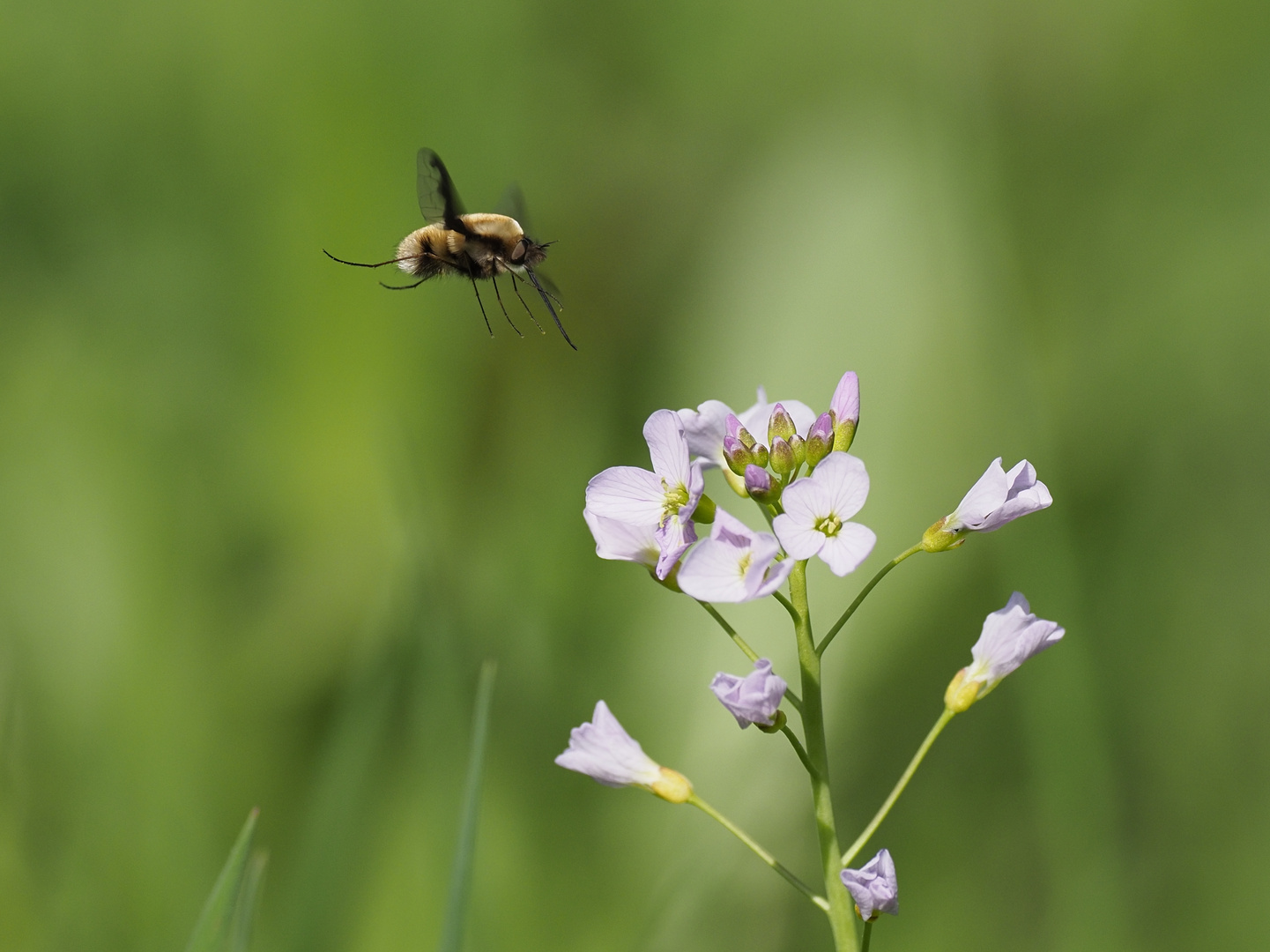 Im Anflug auf die Blüte