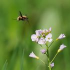 Im Anflug auf die Blüte