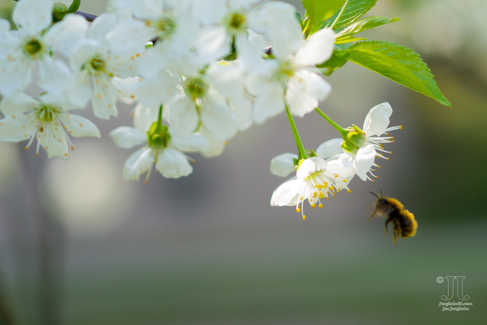 Im Anflug auf die Blüte