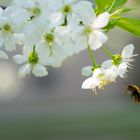 Im Anflug auf die Blüte