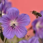 im Anflug auf die Blüte