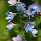 Im Anflug auf die Blüten