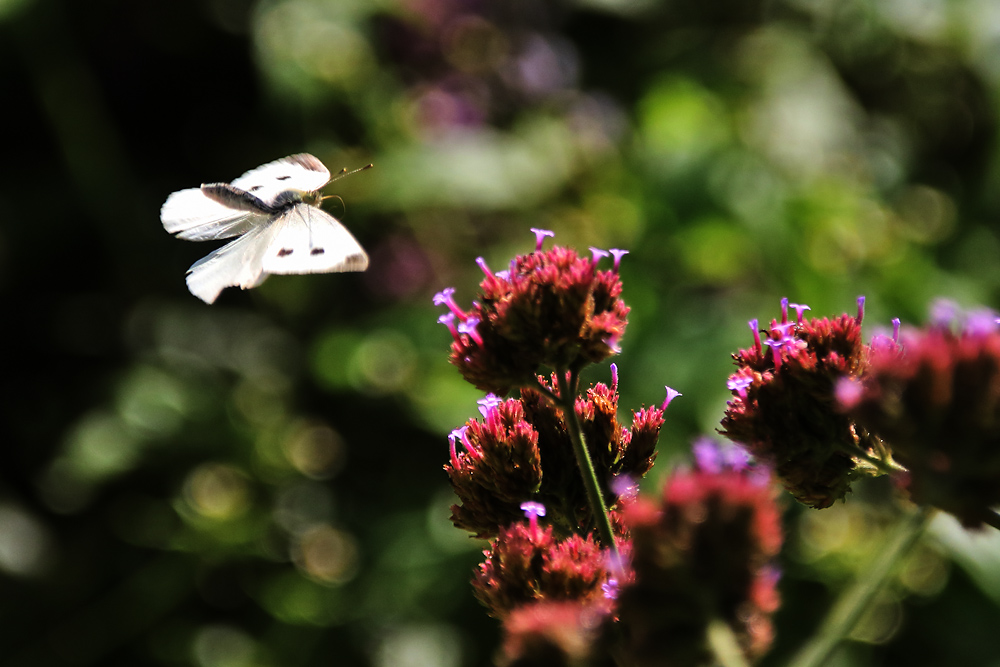 im Anflug auf die Eisenkrautblüte