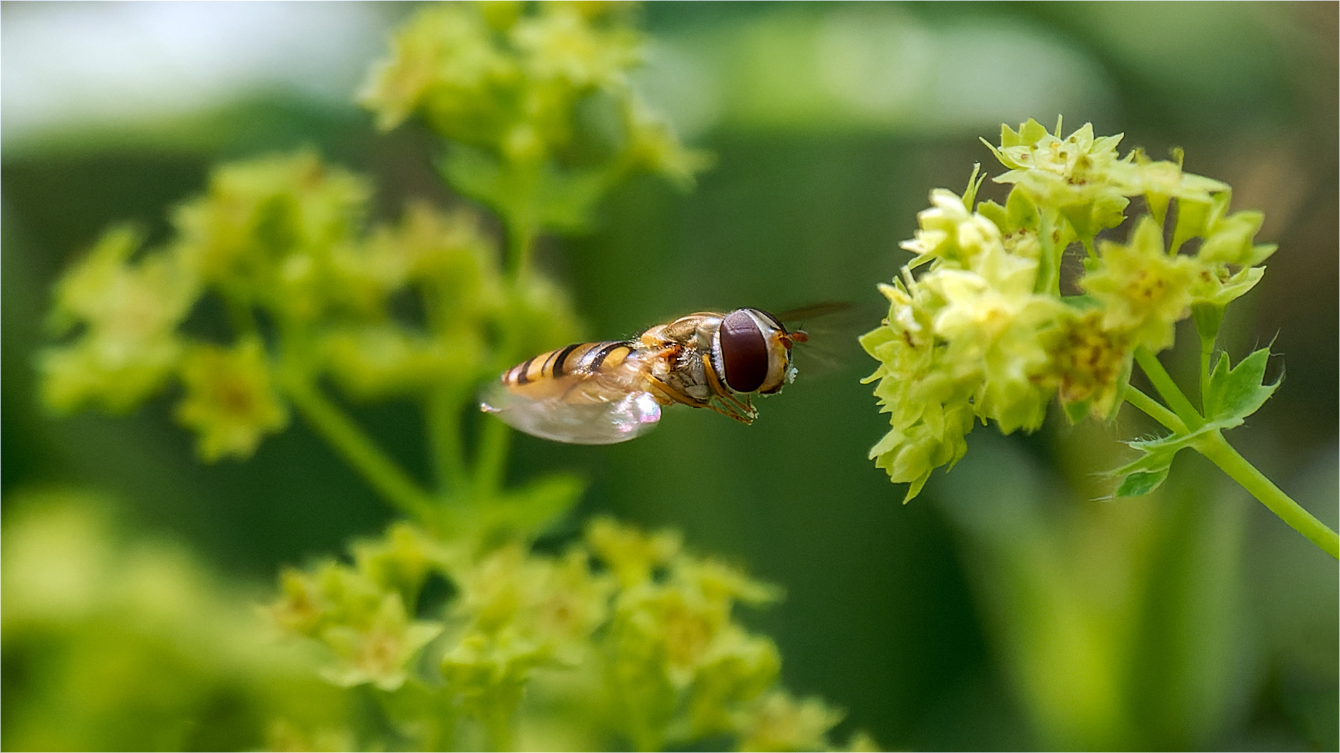 Im Anflug auf die Frauenmantel - Blüte  .....