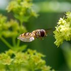 Im Anflug auf die Frauenmantel - Blüte  .....