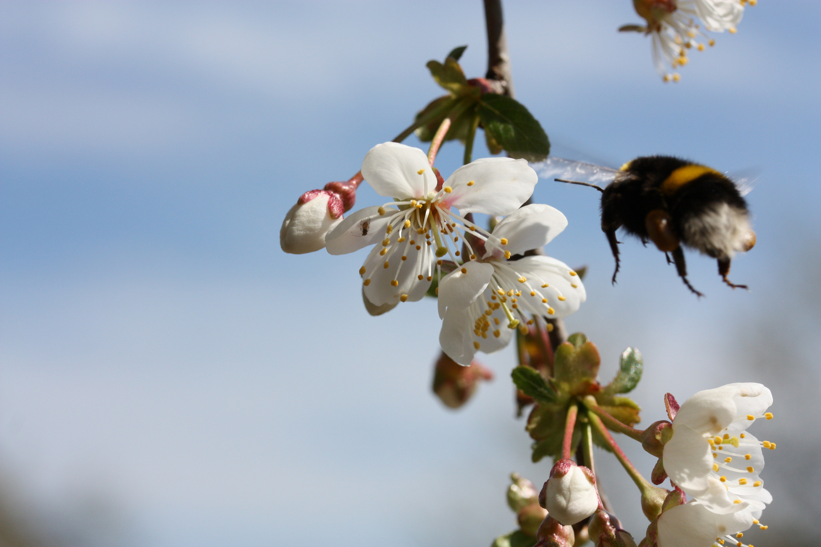 Im Anflug auf die Kirschblüte