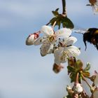 Im Anflug auf die Kirschblüte