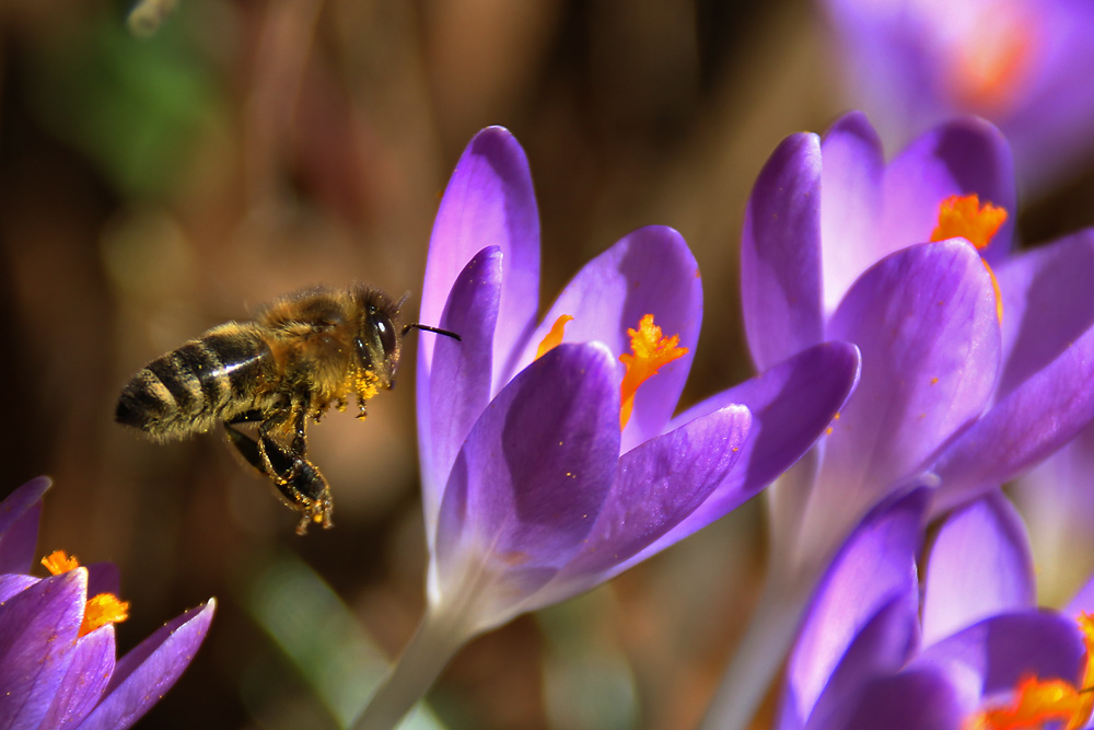 im Anflug auf die Krokusse