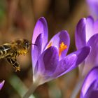 im Anflug auf die Krokusse