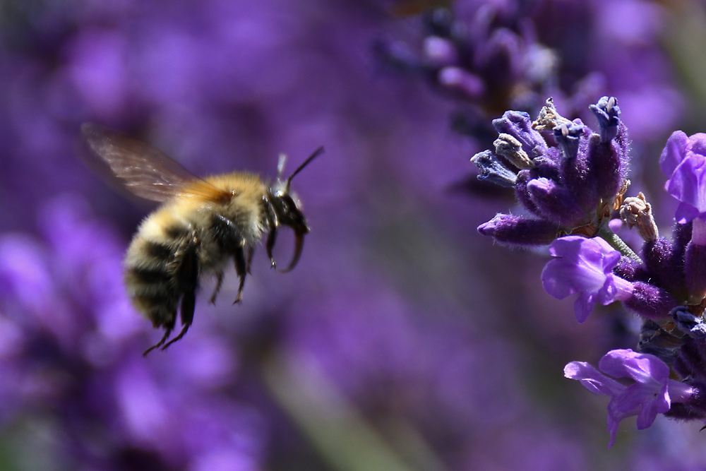 im Anflug auf die Lavendelblüte