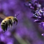 im Anflug auf die Lavendelblüte