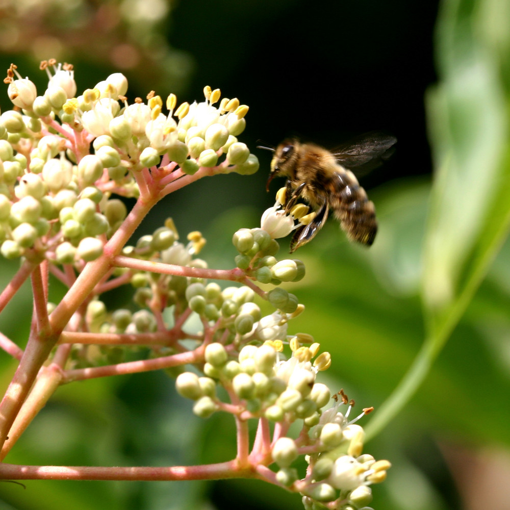 Im Anflug auf eine Blüte des Bienenbaums (Euodia daniellii)