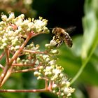 Im Anflug auf eine Blüte des Bienenbaums (Euodia daniellii)