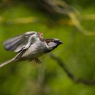 im Anflug auf einen Platz in der Sonne