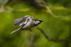 im Anflug auf einen Platz in der Sonne