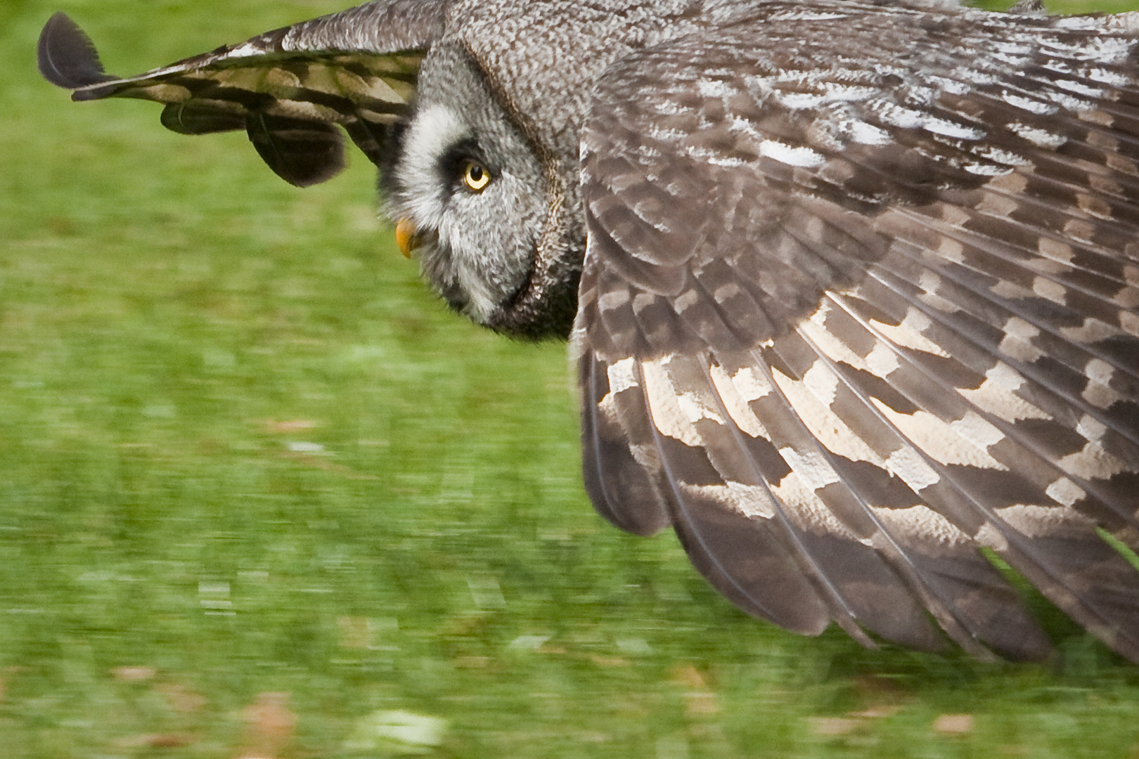 Im Anflug auf Futter