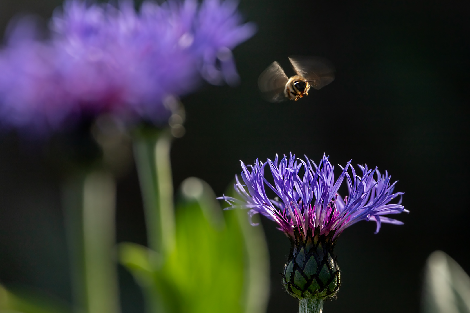 Im Anflug auf Kornblume