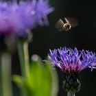 Im Anflug auf Kornblume