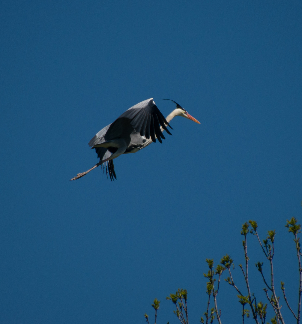 im Anflug auf sein Nest 