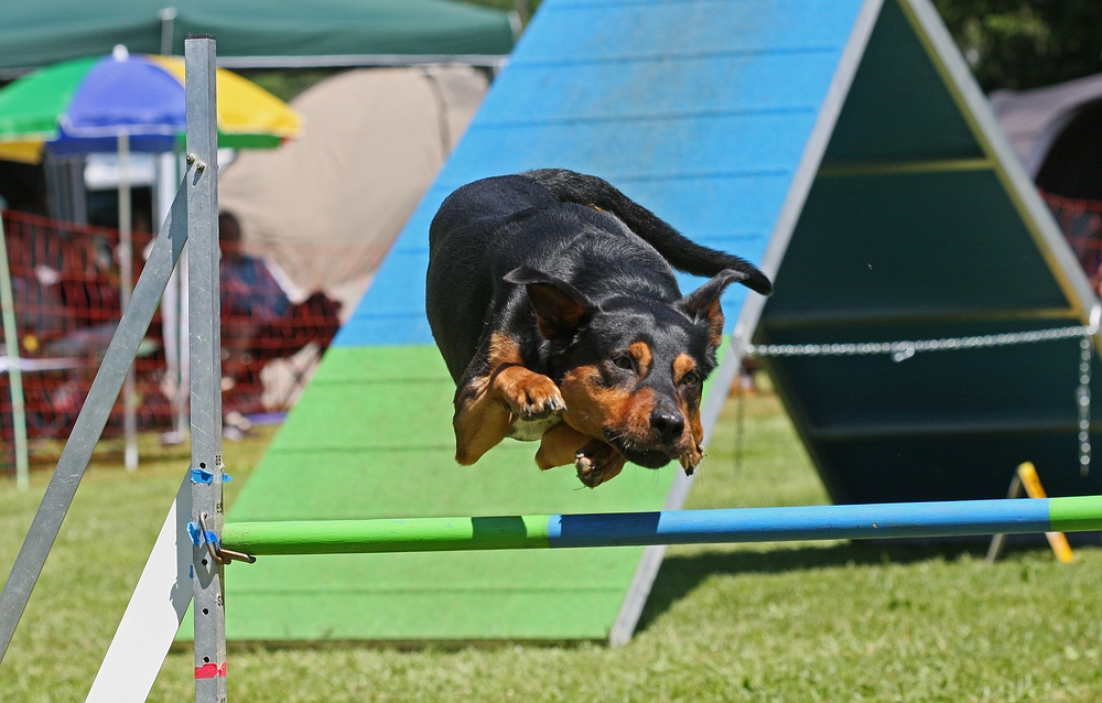 Im Anflug / Betzingen 2011