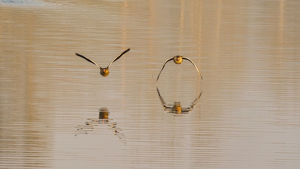 Im Anflug, Bislicher Insel, 2021.04.20.