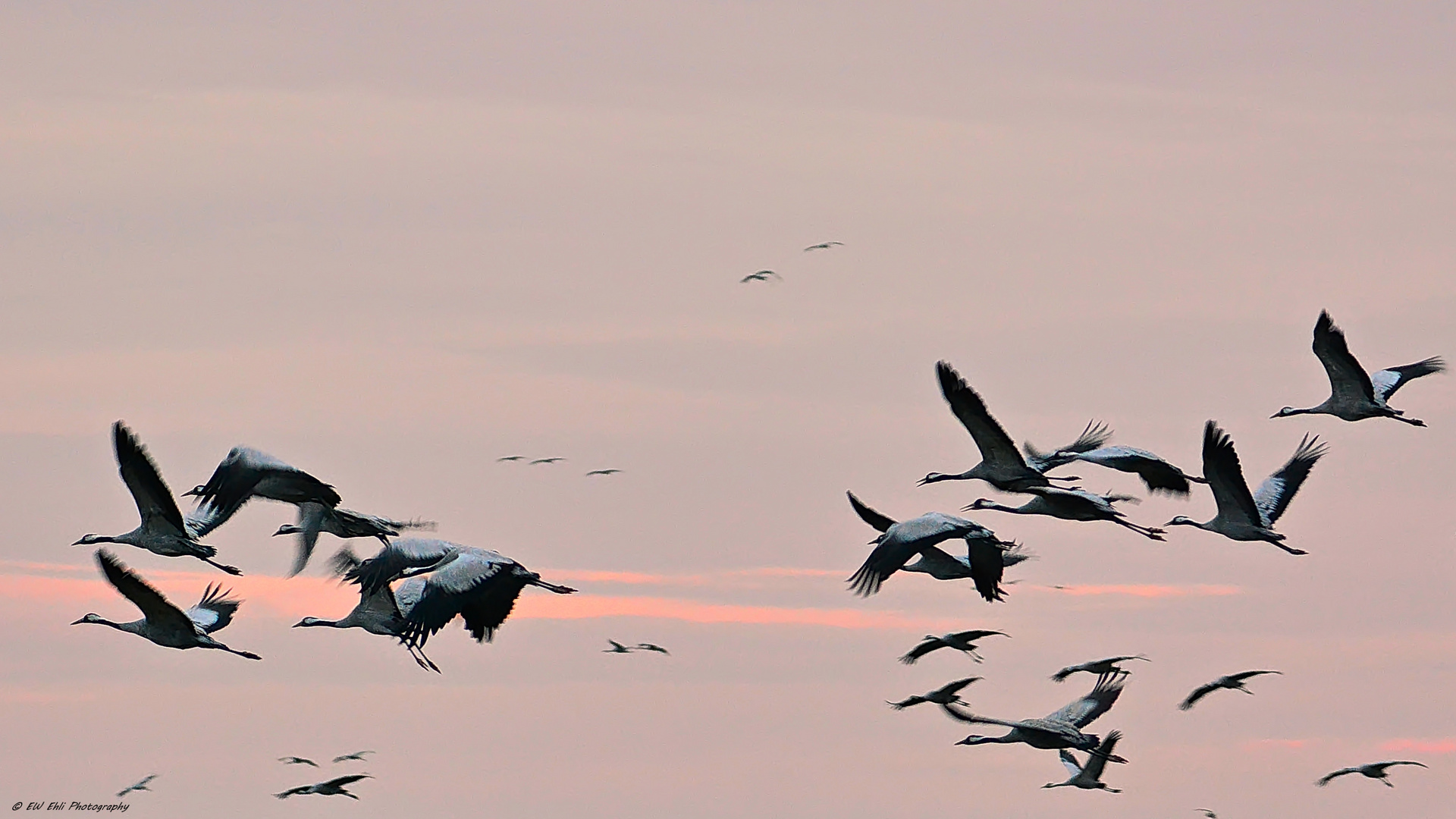 Im Anflug die Kraniche...