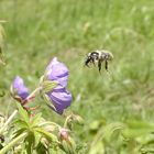 Im Anflug - Digischock