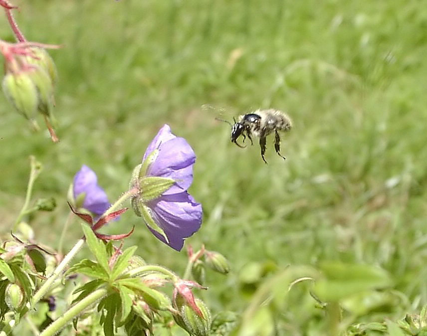 Im Anflug - Digischock