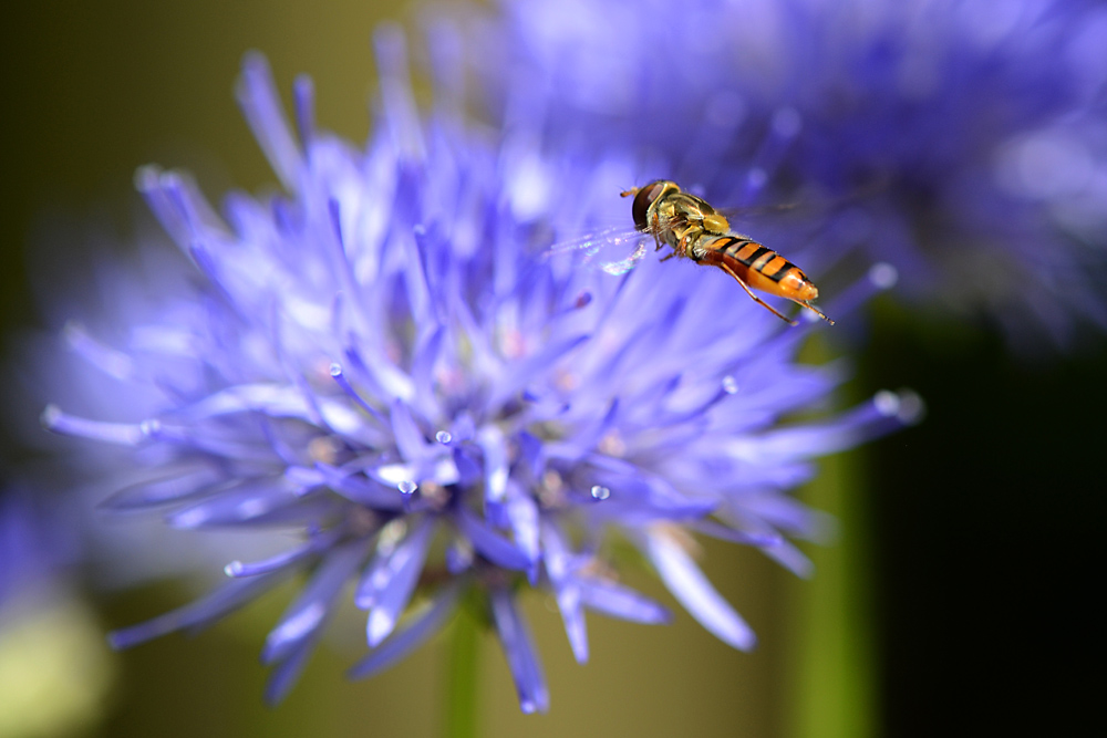 Im Anflug – eine Schwebfliege