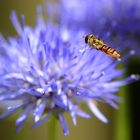 Im Anflug – eine Schwebfliege