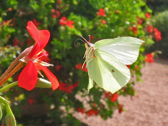 Im Anflug erwischt...