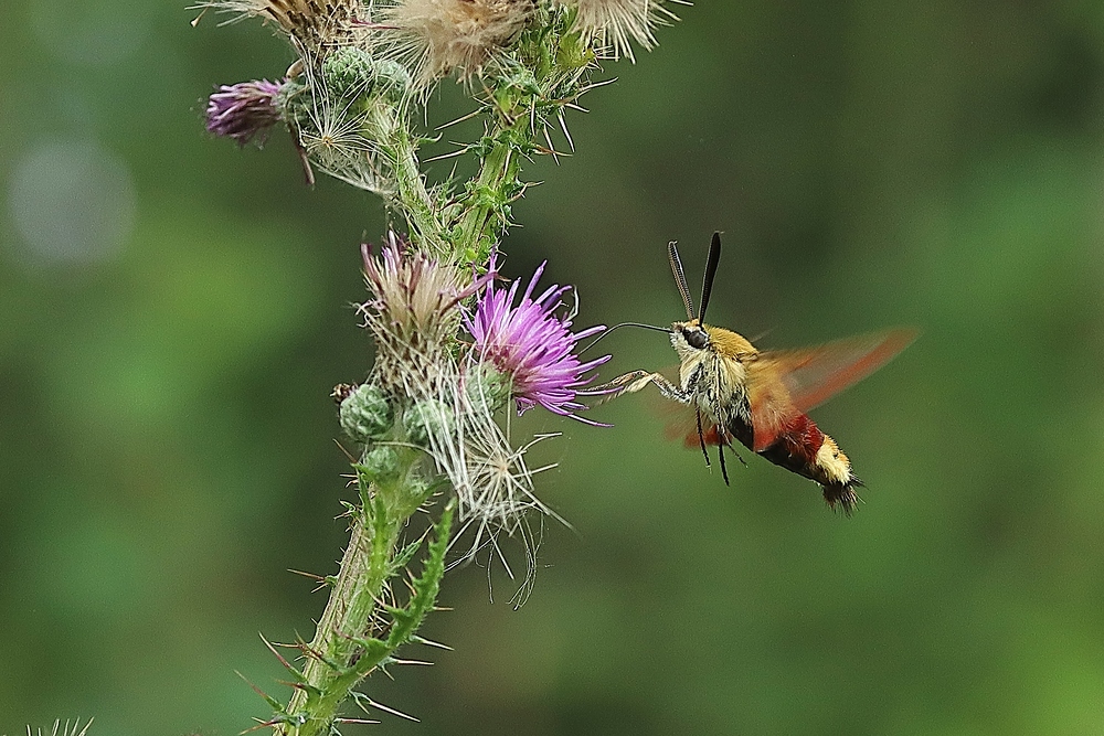 Im Anflug - Hummelschwärmer an einer Distel