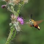 Im Anflug - Hummelschwärmer an einer Distel