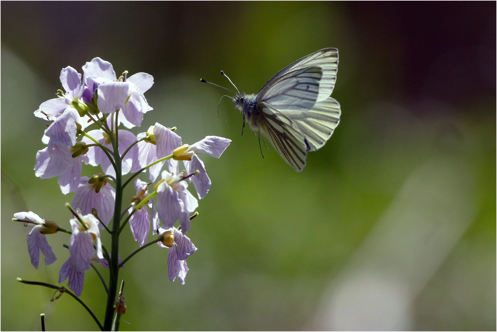 im Anflug III