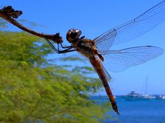 Im Anflug - Libelle