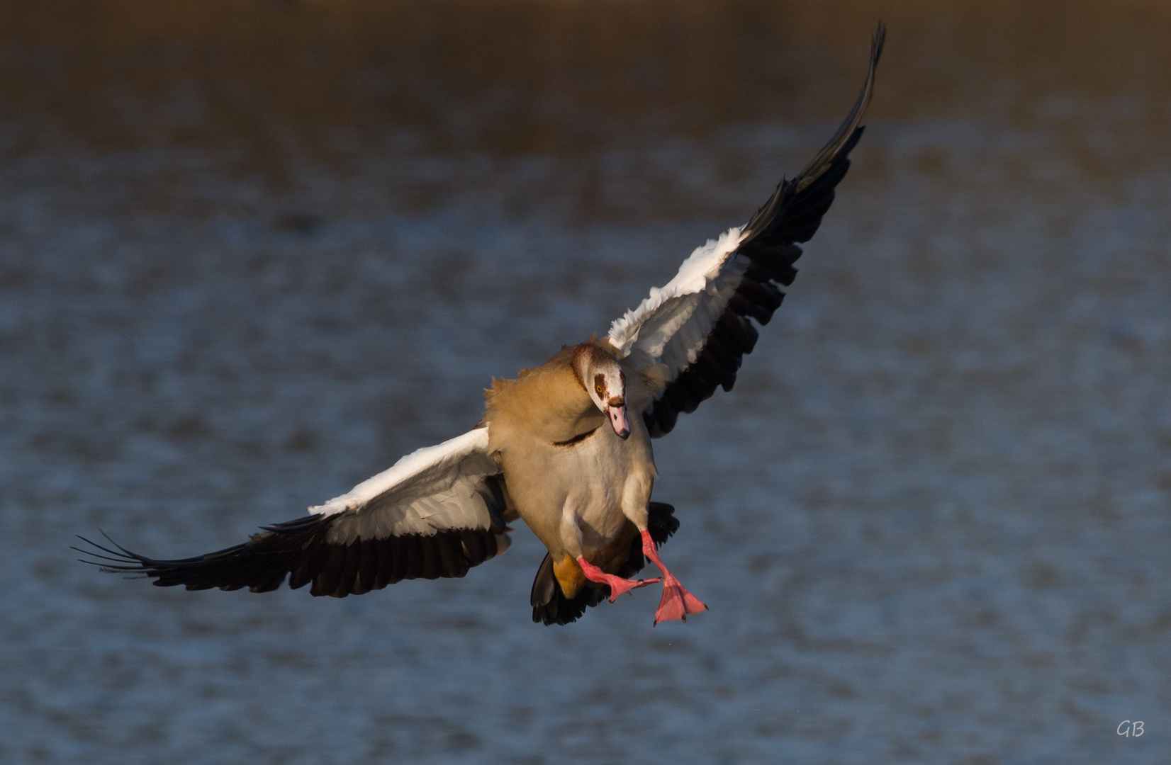 im Anflug ... Nilgans