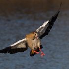 im Anflug ... Nilgans