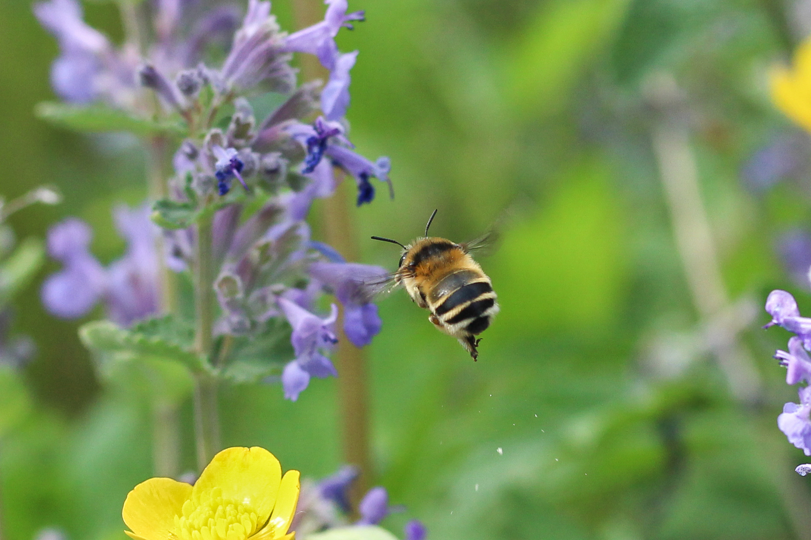 im Anflug (noch ein Bienenmakro)