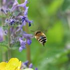 im Anflug (noch ein Bienenmakro)