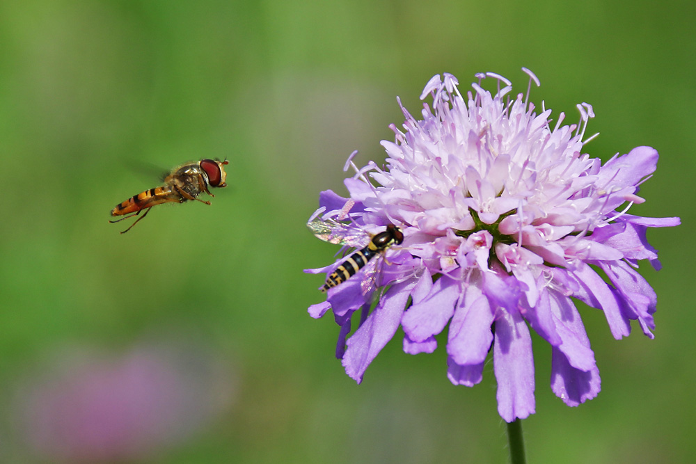 im Anflug und im Ansitz 