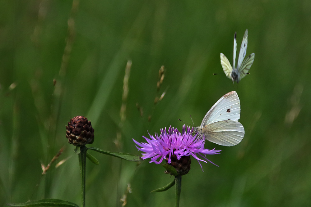 im Anflug und im Ansitz