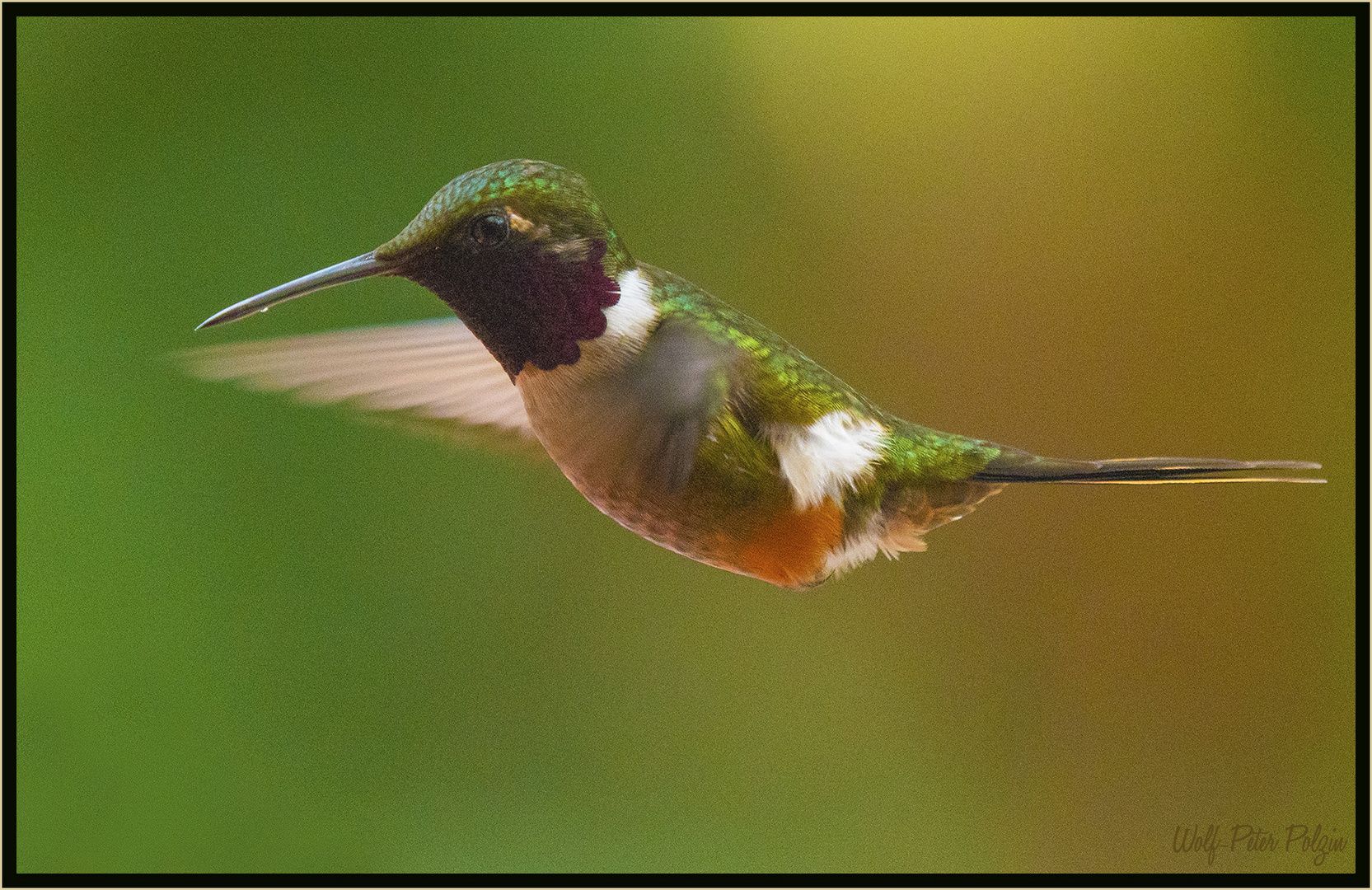 Im Anflug: Violettkehl-Sternkolibri (Costa Rica)